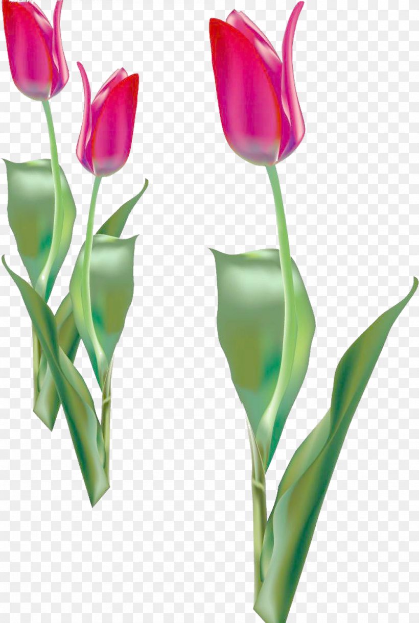 Tulip Flower Purple, PNG, 999x1487px, Tulip, Artificial Flower, Bud, Cdr, Cut Flowers Download Free