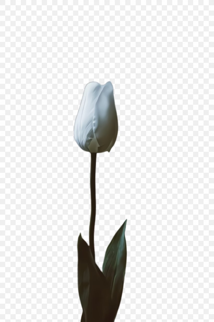 White Lily Flower, PNG, 1632x2448px, Tulip, Alismatales, Anthurium, Arum Family, Arum Lilies Download Free