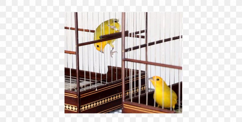 Atlantic Canary Saffron Finch Birdcage Pet, PNG, 1302x662px, Atlantic Canary, Bird, Birdcage, Cage, Egg Download Free