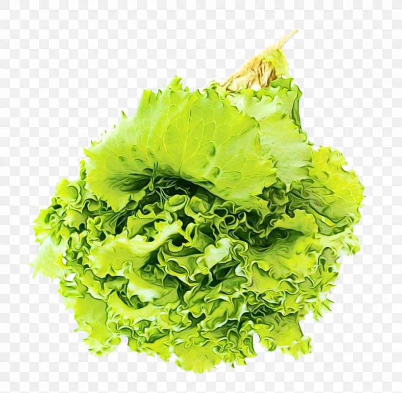 Green Grass Background, PNG, 1253x1228px, Lettuce, Bargli Sabzavotlar, Delivery, Flower, Food Download Free