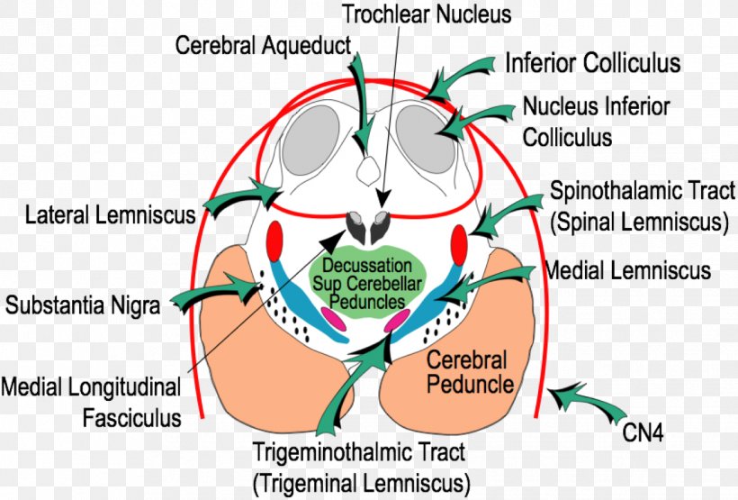 Inferior Colliculus Superior Colliculus Midbrain Tectum Brainstem, PNG, 1341x908px, Watercolor, Cartoon, Flower, Frame, Heart Download Free