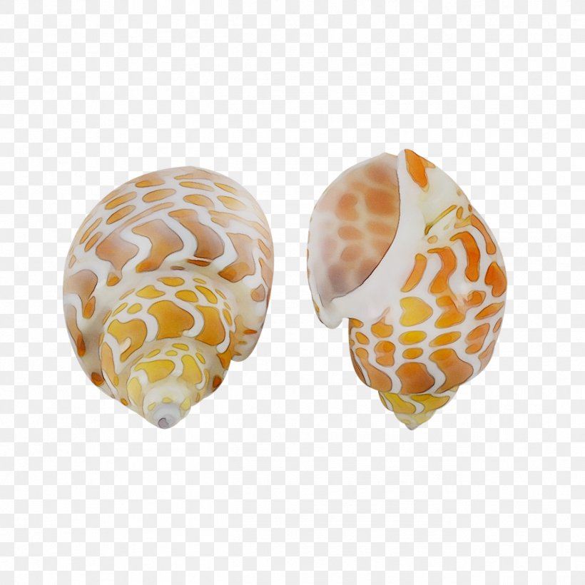Seashell Babylonia Spirata Conchology Nautilidae, PNG, 1298x1298px, Seashell, Art, Body Jewellery, Conch, Conchology Download Free