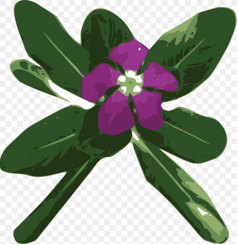 Vinca Major Vinca Minor Periwinkle Catharanthus Roseus Clip Art, PNG, 2325x2400px, Vinca Major, Catharanthus, Catharanthus Roseus, Flora, Flower Download Free