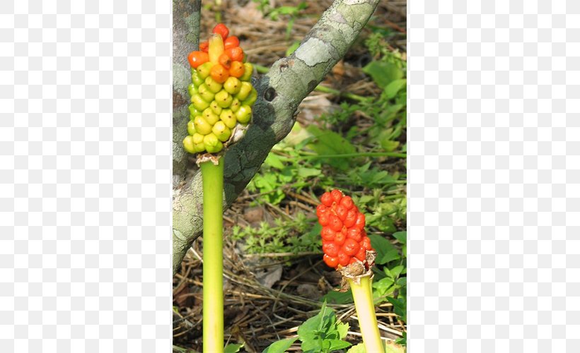 Arum Lilies Zaminkand Fruit, PNG, 500x500px, Arum Lilies, Arum, Arum Family, Flowering Plant, Fruit Download Free