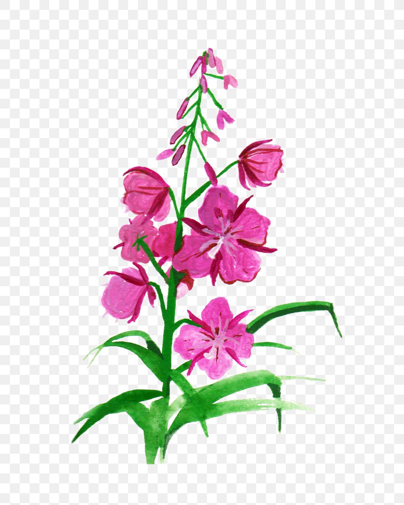 Botanical Illustration Flower Drawing Clip Art, PNG, 819x1024px, Botanical Illustration, Botany, Cut Flowers, Dendrobium, Drawing Download Free