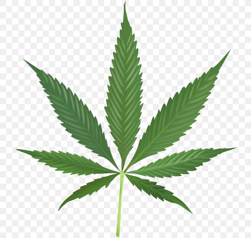 Cannabis Cultivation Cannabis Leaf Spots, PNG, 724x778px, Hash Marihuana Hemp Museum, Cannabidiol, Cannabinoid, Cannabis, Cannabis Cultivation Download Free