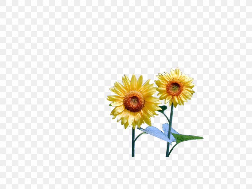 Common Sunflower Yellow Clip Art, PNG, 1024x768px, Flower, Blog, Blogger, Color, Common Sunflower Download Free