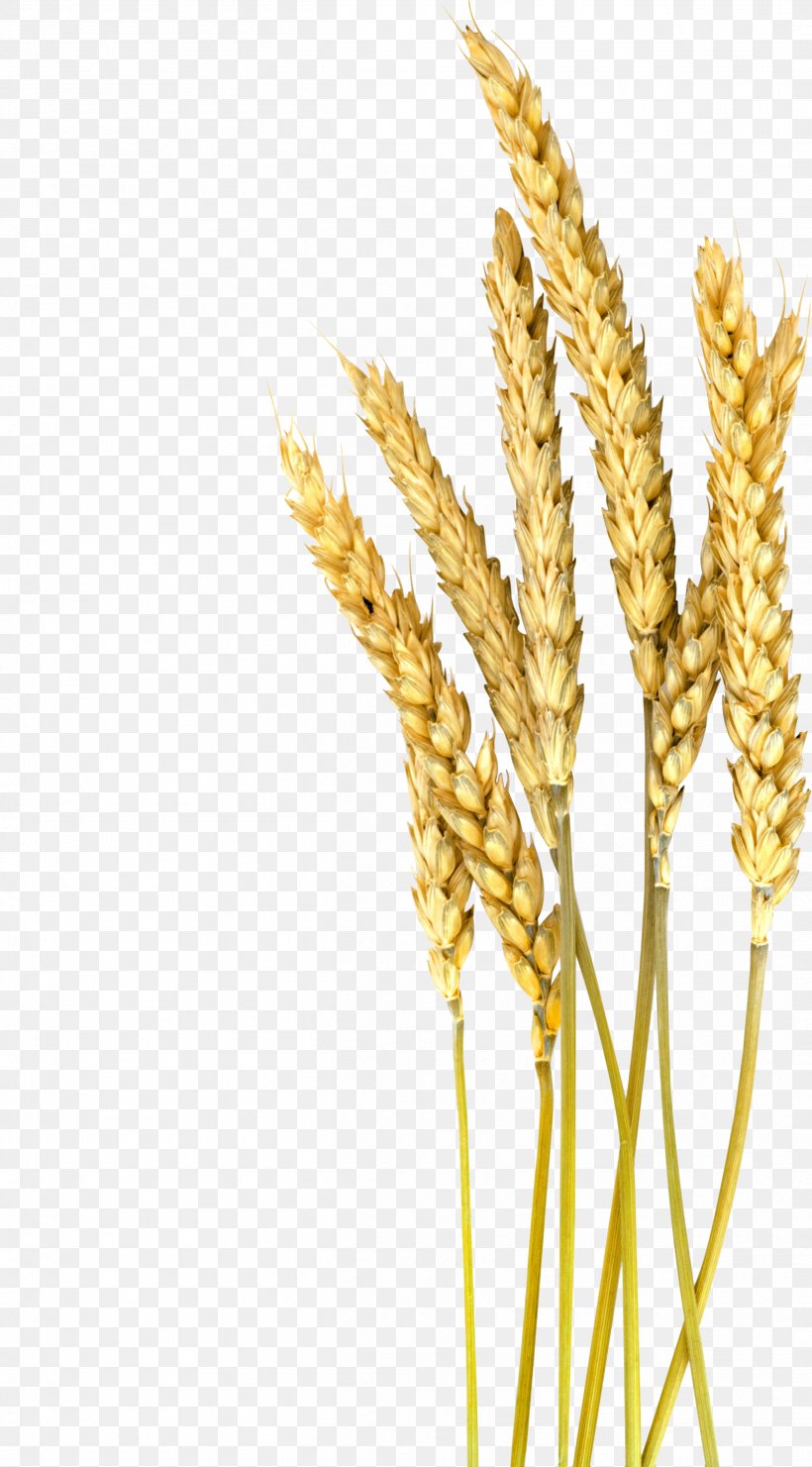Einkorn Wheat Barley Cereal Oat Foxtail Millet, PNG, 2508x4531px, Einkorn Wheat, Barley, Broomcorn, Cereal, Cereal Germ Download Free