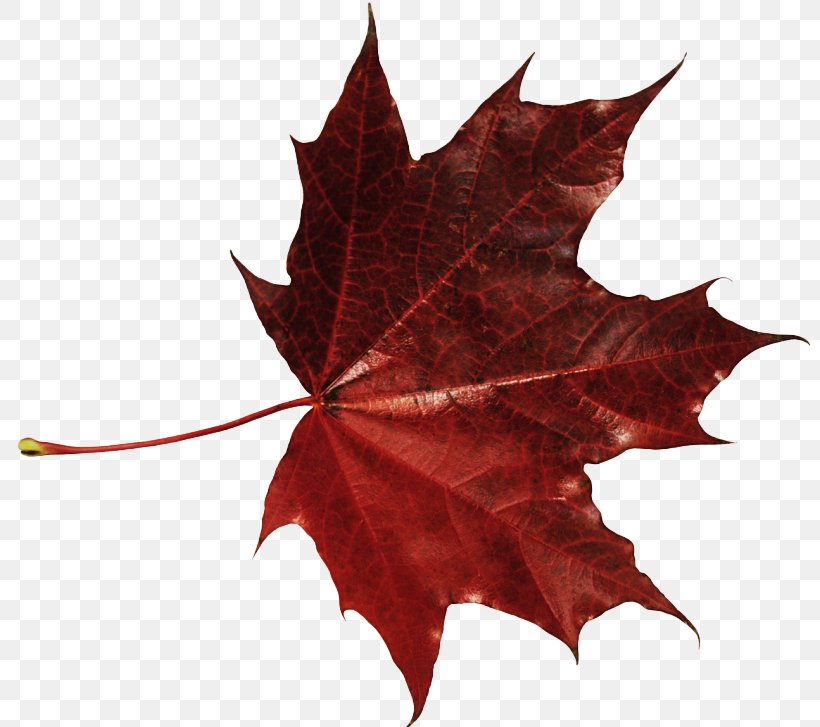 Maple Leaf, PNG, 800x727px, Leaf, Black Maple, Maple, Maple Leaf, Plane Download Free