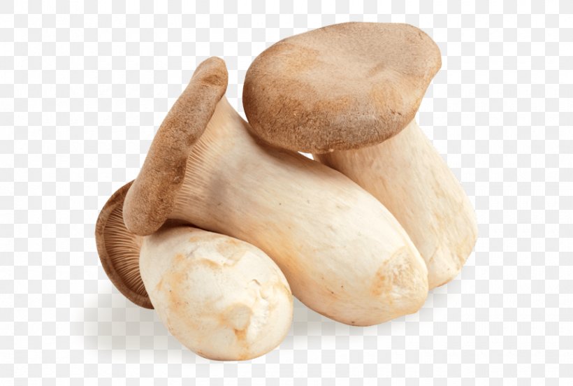 Pleurotus Eryngii Edible Mushroom Oyster Mushroom Fungus, PNG, 860x579px, Pleurotus Eryngii, Common Mushroom, Edible Mushroom, Food, Food Energy Download Free