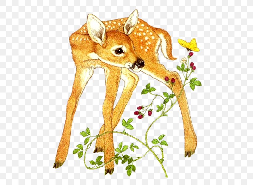 Roe Deer Red Deer Felidae Sika Deer, PNG, 600x600px, Deer, Animal, Art, Blog, Branch Download Free