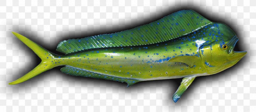 Sardine Marine Biology Fauna Dolphin, PNG, 1100x484px, Sardine, Biology, Dolphin, Fauna, Fish Download Free