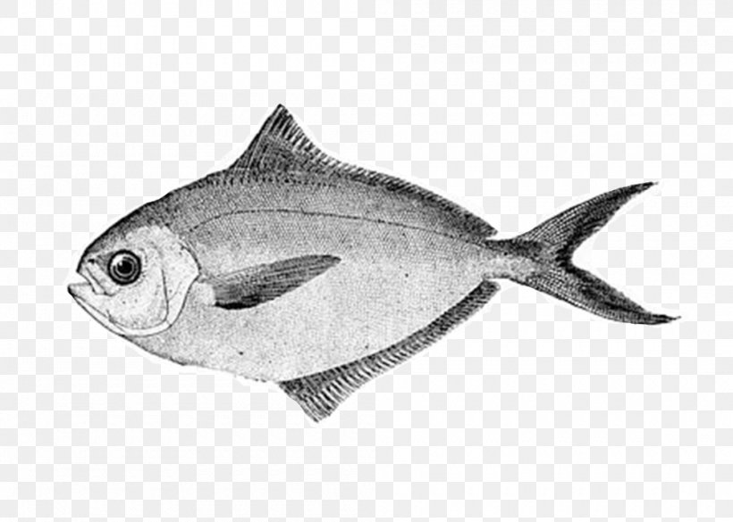 American Butterfish Pampus Argenteus Fish Products Horizontal Plane, PNG, 1000x714px, American Butterfish, Aquatic Animal, Bertikal, Black And White, Bluegill Download Free