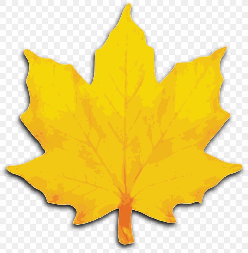 Autumn Leaf Color Yellow Maple Leaf Clip Art, PNG, 884x900px, Maple Leaf, Autumn, Autumn Leaf Color, Drawing, Flowering Plant Download Free