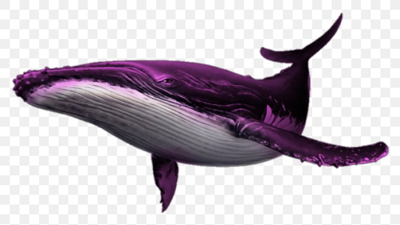 Endless Ocean 2: Adventures Of The Deep Cetacea Dolphin Image, PNG, 800x462px, Cetacea, Adventure Game, Dolphin, Fish, Mammal Download Free