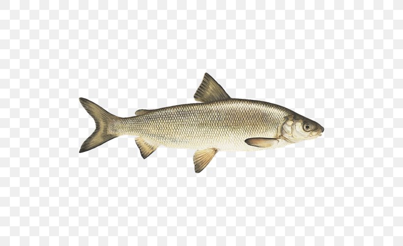 Sardine Common Whitefish Coho Salmon Capelin, PNG, 500x500px, Sardine, Anchovy, Animal Source Foods, Barramundi, Bony Fish Download Free