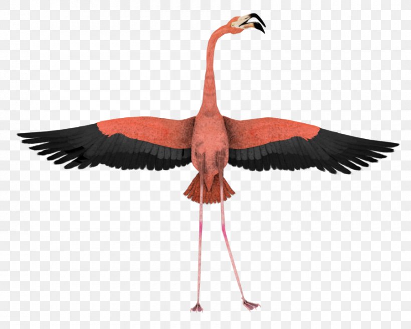 Water Bird Flamingo Wing Animal, PNG, 900x720px, Bird, Animal, Beak, Crane Like Bird, Deviantart Download Free