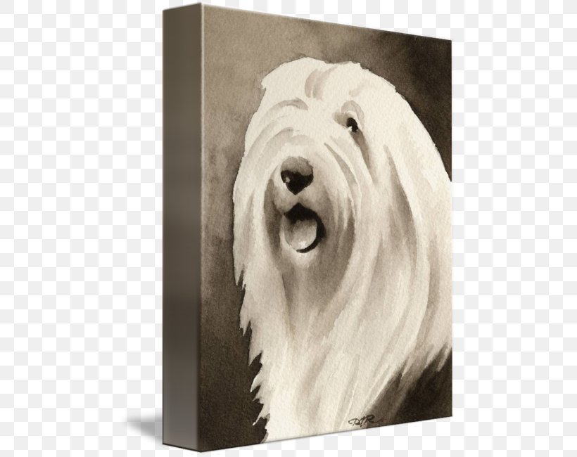 West Highland White Terrier Glen Maltese Dog Bearded Collie Dog Breed, PNG, 479x650px, West Highland White Terrier, Bearded Collie, Black And White, Breed, Carnivoran Download Free