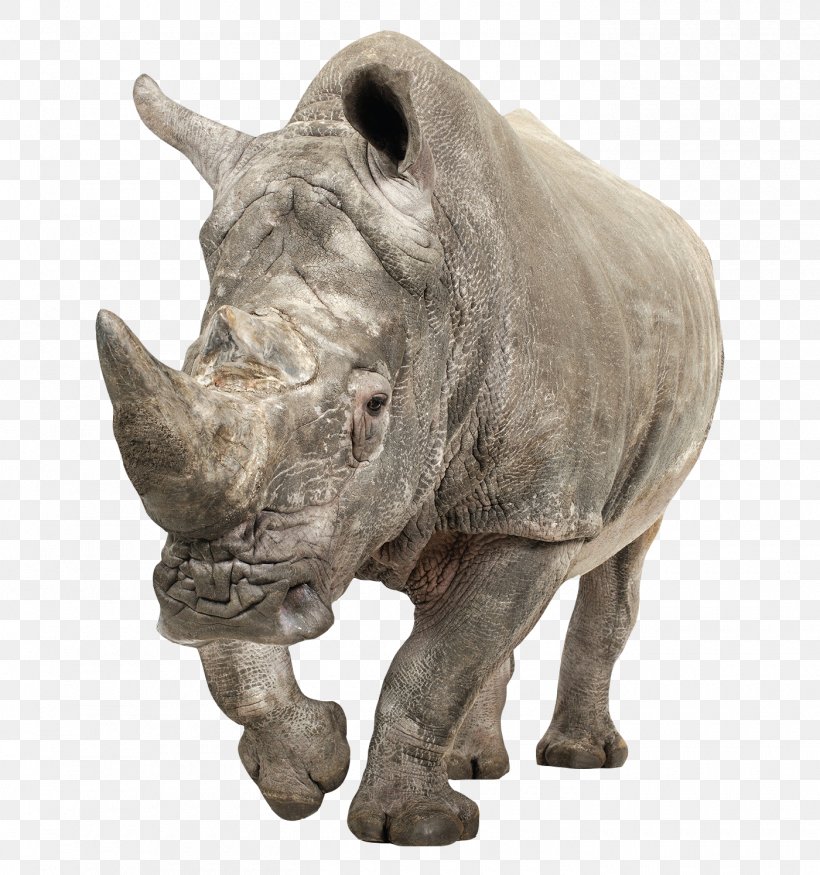 Black Rhinoceros White Rhinoceros, PNG, 1400x1494px, Rhinoceros, Easel, Fauna, Film, Horn Download Free