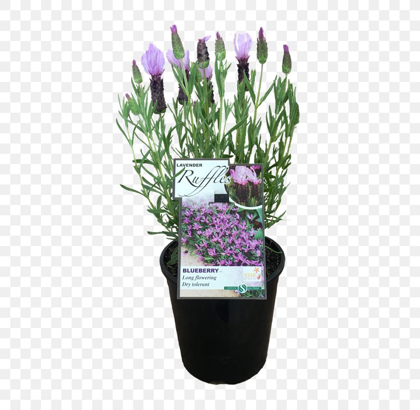 Lavender Flowerpot Artificial Flower Cut Flowers, PNG, 800x800px, Lavender, Artificial Flower, Cut Flowers, Flower, Flowering Plant Download Free