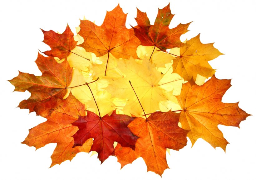 Maple Leaf Photography, PNG, 1024x723px, Maple Leaf, Autumn, Deciduous, Google Images, Internet Download Free