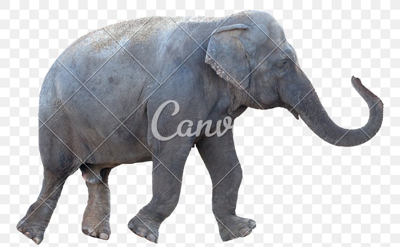 Stock Photography African Elephant Royalty-free, PNG, 800x508px, Stock Photography, African Elephant, Elephant, Elephants And Mammoths, Fauna Download Free