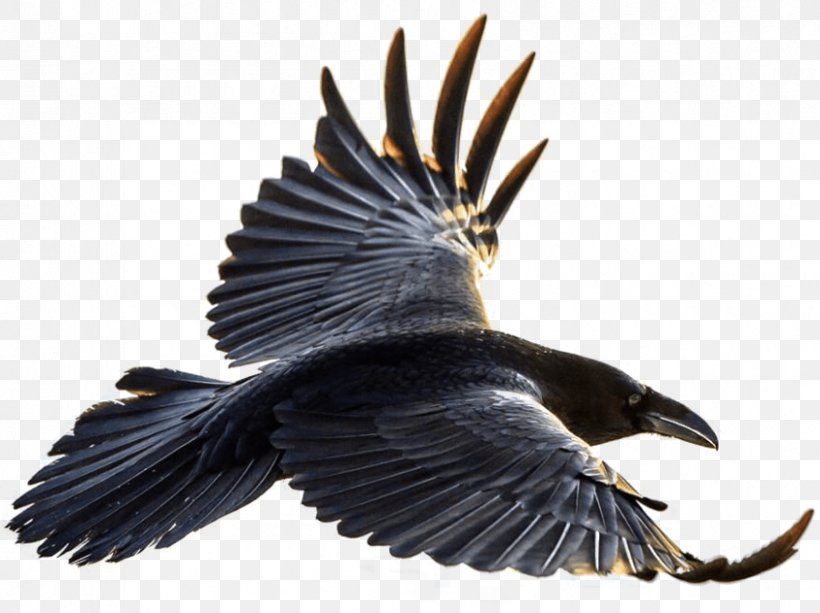 Bird Cartoon, PNG, 843x631px, American Crow, Beak, Bird, Carrion Crow, Common Raven Download Free