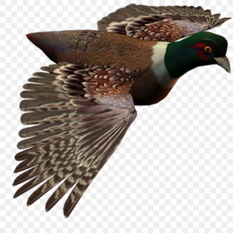 Bird Flight Bird Flight Image, PNG, 1181x1181px, Bird, Animal, Beak, Bird Flight, Centerblog Download Free