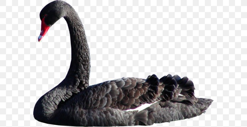 Black Swan Bird Goose Именинница Domestic Pigeon, PNG, 600x422px, Black Swan, Beak, Bird, Blog, Budgerigar Download Free