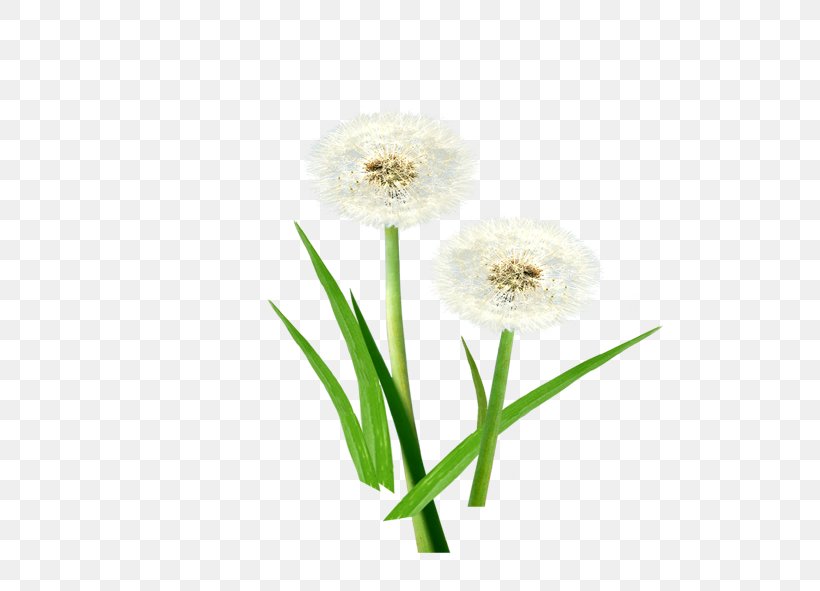 Common Dandelion, PNG, 591x591px, Common Dandelion, Cut Flowers, Dandelion, Floral Design, Flower Download Free