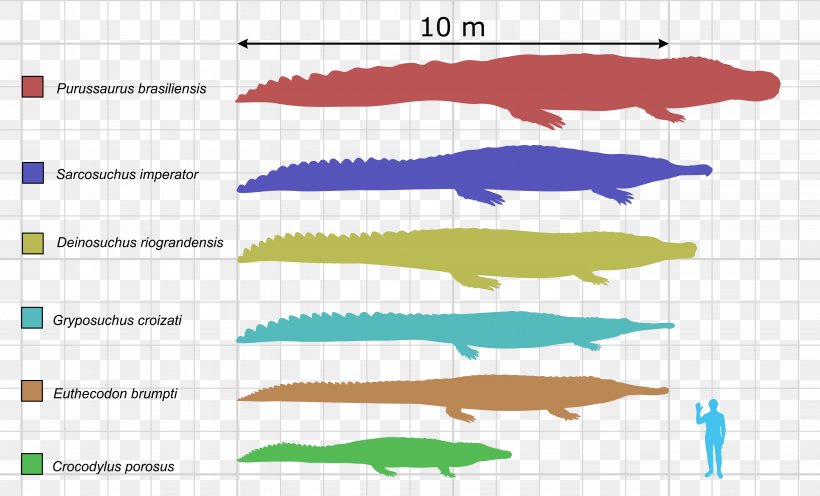 Deinosuchus Purussaurus Crocodile Urumaco Alligator, PNG, 5938x3599px, Deinosuchus, Alligator, Alligators, Area, Bizi Prehistoriko Download Free