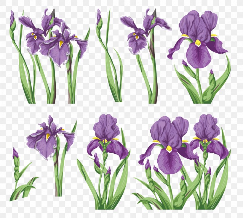 Irises Flower Painting, PNG, 1024x921px, Irises, Color, Crocus, Cut Flowers, Digital Image Download Free