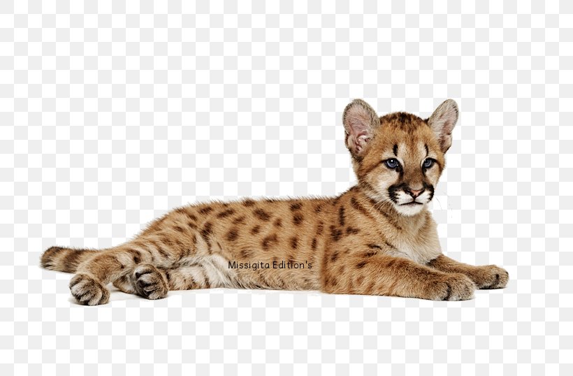 Leopard Cheetah Animal, PNG, 767x538px, Leopard, Animal, Big Cats, Carnivoran, Cat Download Free