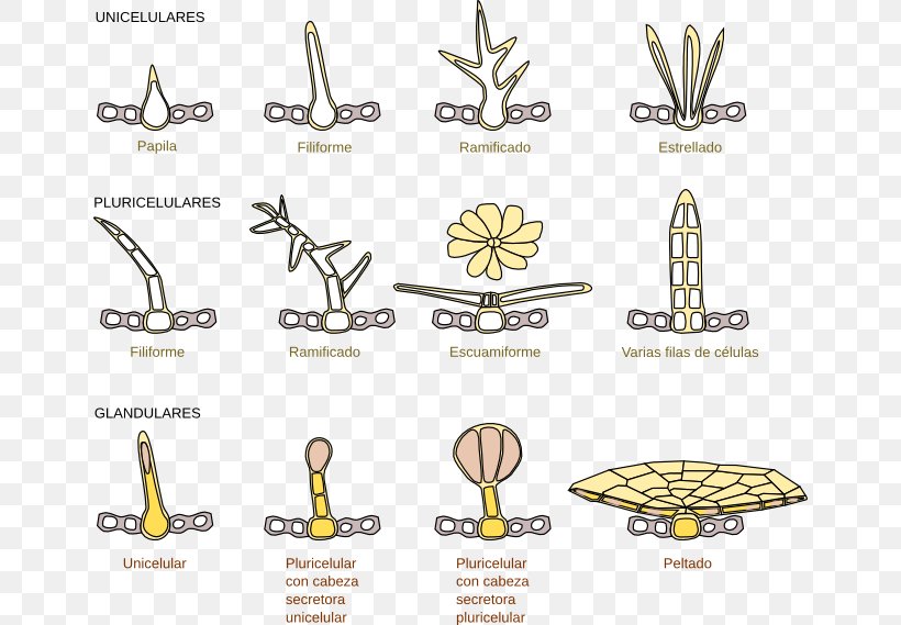 Trichome Tissue Biology Plant Cell, PNG, 650x569px, Trichome, Animal, Area, Biology, Body Jewelry Download Free