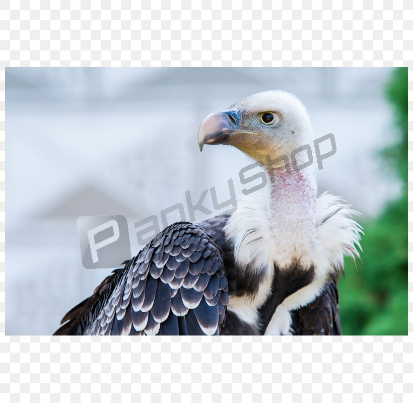 Bald Eagle Griffon Vulture Beak, PNG, 800x800px, Bald Eagle, Accipitriformes, Beak, Bird, Bird Of Prey Download Free