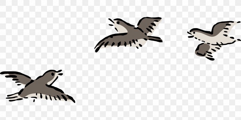 Bird Flight Bird Flight Clip Art, PNG, 1920x960px, Bird, Art, Beak, Bird Flight, Bird Of Prey Download Free