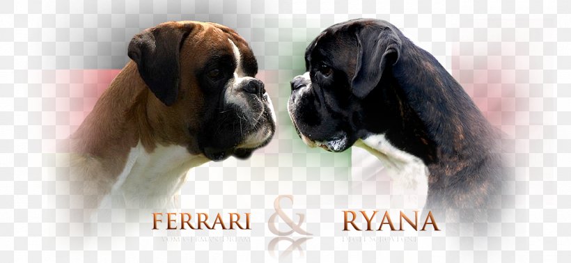 Dog Breed Boxer Puppy Verband Für Das Deutsche Hundewesen, PNG, 1300x600px, Dog Breed, Boxer, Breed, Carnivoran, Dog Download Free