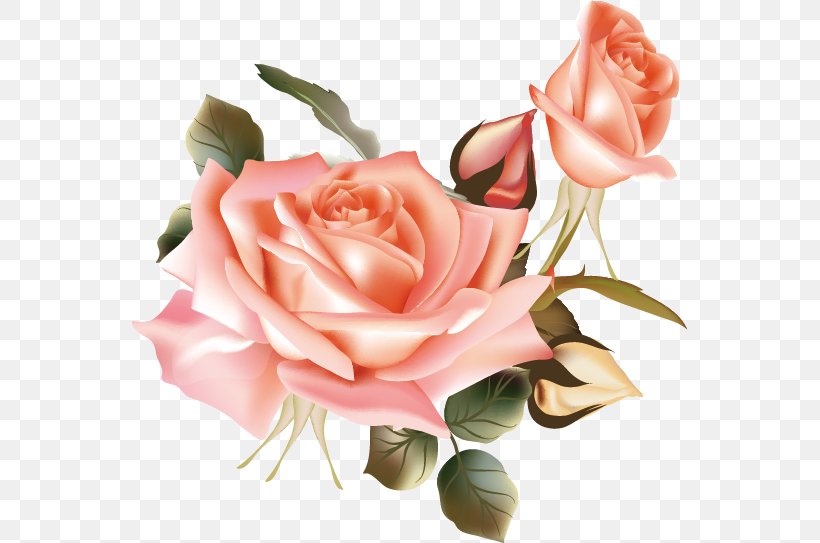 Flower Beach Rose, PNG, 556x543px, Flower, Artificial Flower, Beach Rose, Color, Creative Work Download Free