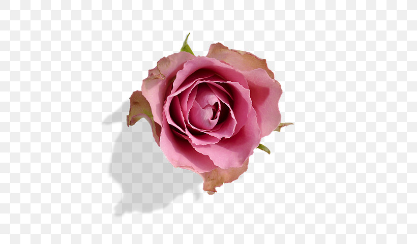 Garden Roses, PNG, 537x480px, Garden Roses, Closeup, Cut Flowers, Floribunda, Flower Download Free