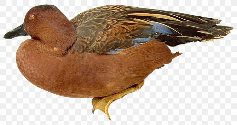 Mallard Duck Beak Fauna Feather, PNG, 832x442px, Mallard, Beak, Bird, Duck, Ducks Geese And Swans Download Free