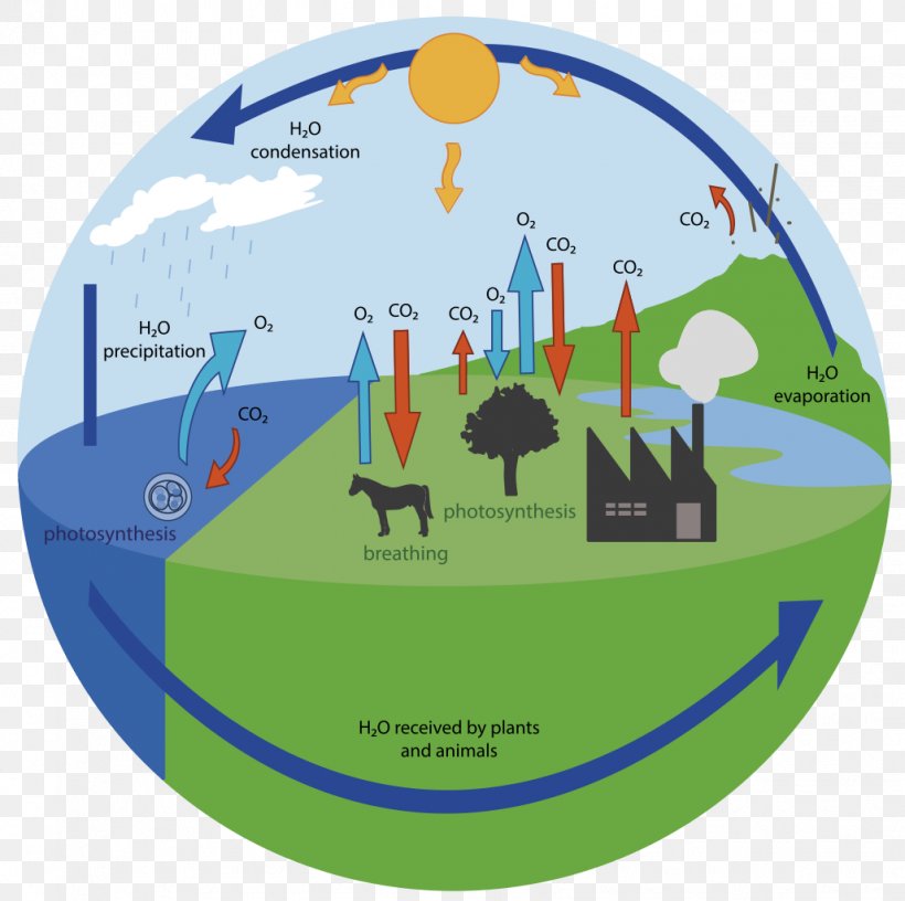 Oxygen Cycle Carbon Cycle Water Cycle Biogeochemical Cycle, PNG, 1028x1024px, Oxygen Cycle, Abiotic Component, Biogeochemical Cycle, Biology, Carbon Download Free