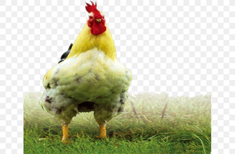 Rooster Chicken Meat Fauna Beak, PNG, 655x538px, Chicken, Beak, Bird, Chicken Meat, Coq Download Free
