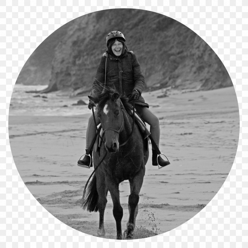 Stallion Great Ocean Road Aireys Inlet Lorne Apollo Bay, PNG, 1250x1250px, Stallion, Accommodation, Apollo Bay, Black And White, Bridle Download Free