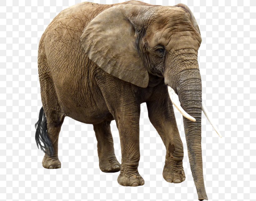 African Elephant Elephantidae Clip Art, PNG, 600x645px, African Elephant, Animal, Elephant, Elephantidae, Elephants And Mammoths Download Free