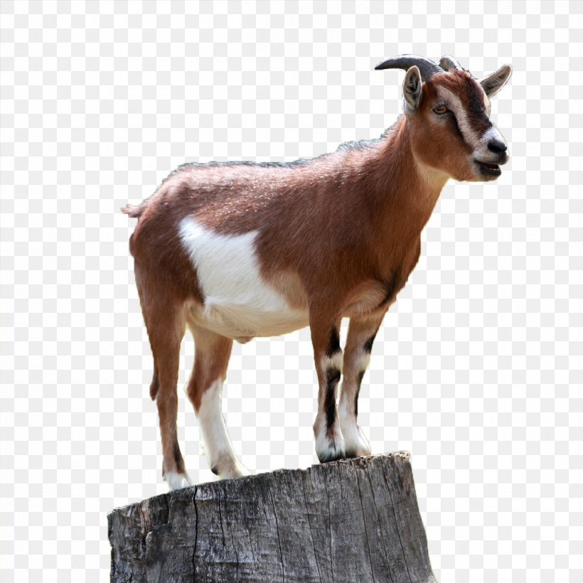Boer Goat Caprinae Sheep Mountain Goat, PNG, 1200x1200px, Boer Goat, Bovid, Caprinae, Cheesemaking, Company Download Free