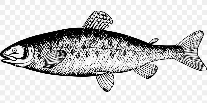 Chum Salmon Fish Clip Art, PNG, 1920x960px, Salmon, Art, Black And White, Bony Fish, Chum Salmon Download Free