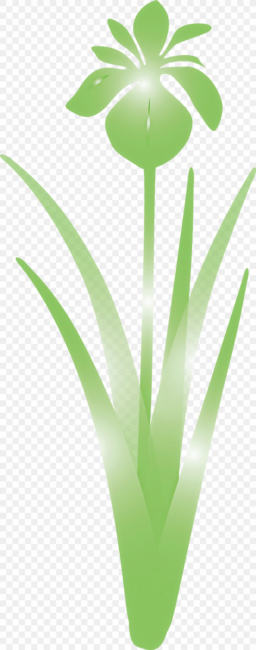 Iris Flower Spring Flower, PNG, 1183x3000px, Iris Flower, Flower, Grass, Green, Leaf Download Free