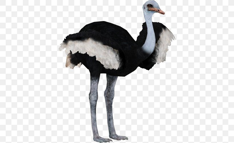 Image Transparency Emu Clip Art, PNG, 504x504px, Emu, Animal, Beak, Bird, Common Ostrich Download Free