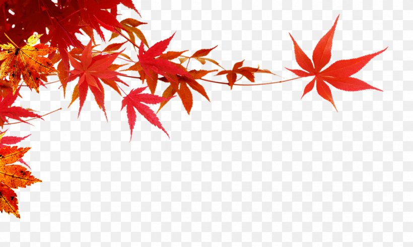 Autumn, PNG, 1350x808px, Autumn, Autumn Leaf Color, Branch, Green, Illustration Download Free