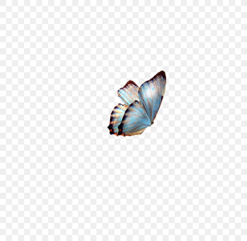 Butterfly Clip Art, PNG, 800x800px, 3d Computer Graphics, Butterfly, Animation, Information, Insect Download Free